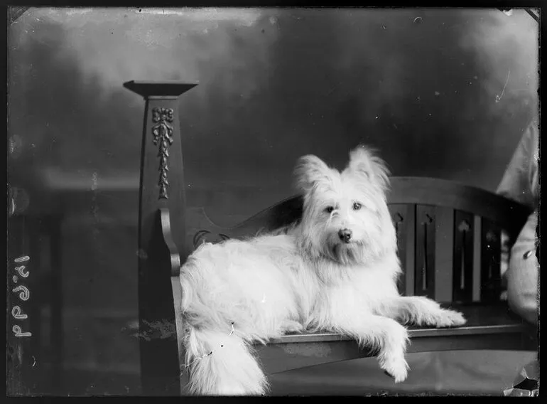 Image: Dog - Freeman