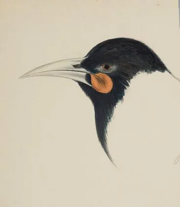 Image: Huia bird (head)
