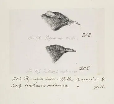 Image: Pogonornis cinta. Anthornis melanura. (Now known as Notiomystis cincta (Stitch-bird) . Anthornis melanura (Bellbird).