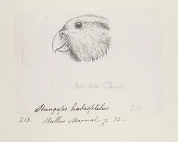 Image: Strigops habroptilus (Kakapo). Owl-like parrot. Formerly Stringops habroptilus