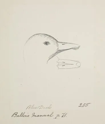 Image: Blue duck. (Hymenolaimus malacorhynchus)