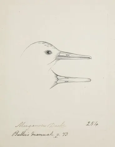 Image: Merganser duck. (Mergus australis, New Zealand merganser)