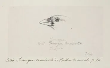 Image: Turnagra capensis (South Island piopio). Formerly Turnagra crassinrostris (South Island thrush)
