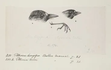 Image: Miro longipes (North Island robin). Myiomoira toitas (North Island tomtit). (Now known as Petroica longipes (North Island robin). Petroica macrocephala toitoi ( North island tomtit)