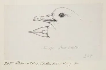 Image: Prion vittatus. (Now known as Pachyptila vittata (broad-billed prion)