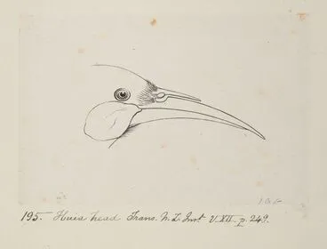 Image: Huia head. (Heteralocha acutirostris)
