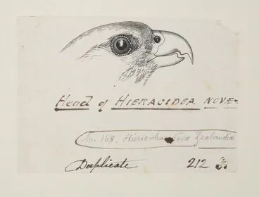 Image: Head of Hieracidea Novæ - Zelandiæ. (Now known as Falco novaeseelandiae (New Zealand falcon).