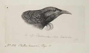 Image: Prosthemadera Novae Zealandiae. (Now known as Prosthemadera novaeseelandiae (tui)