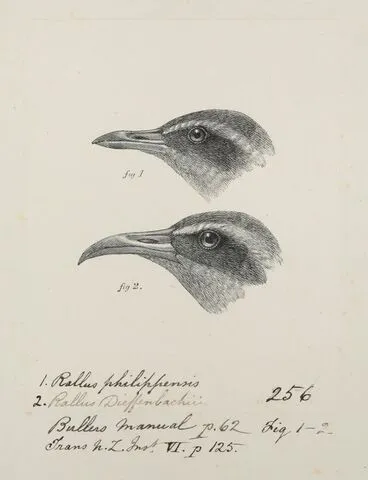 Image: Gallirallus philippensis (Banded rail) . Gallirallus dieffenbachii (Dieffenbach's rail). Previously titled Rallus philippensis ( Buff-banded rail) / Rallus Dieffenbachii ( Chatham Islands Rail)