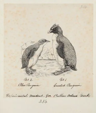 Image: Eudyptula minor (Little penguin). Crested penguin. Formerly Blue penguin. Crested penguin.