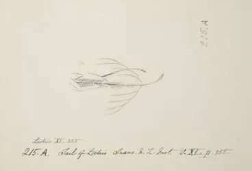 Image: Tail of skua Stercorarius sp.