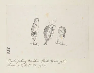 Image: Nest of Gerygone igata (Grey warbler)