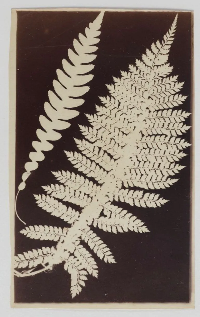 Image: Untitled [fern photogram]