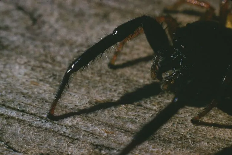 Image: Trite Jumping Spider Close Up