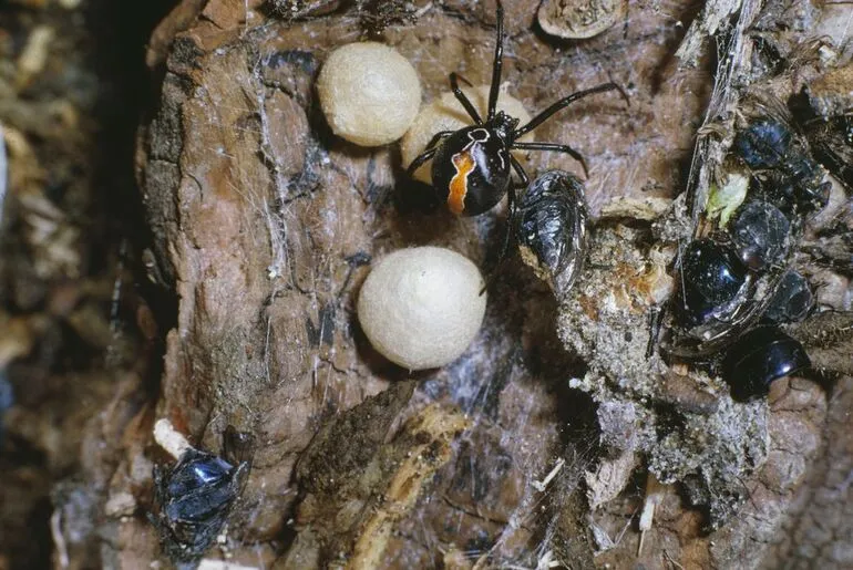 Image: Katipo Spider