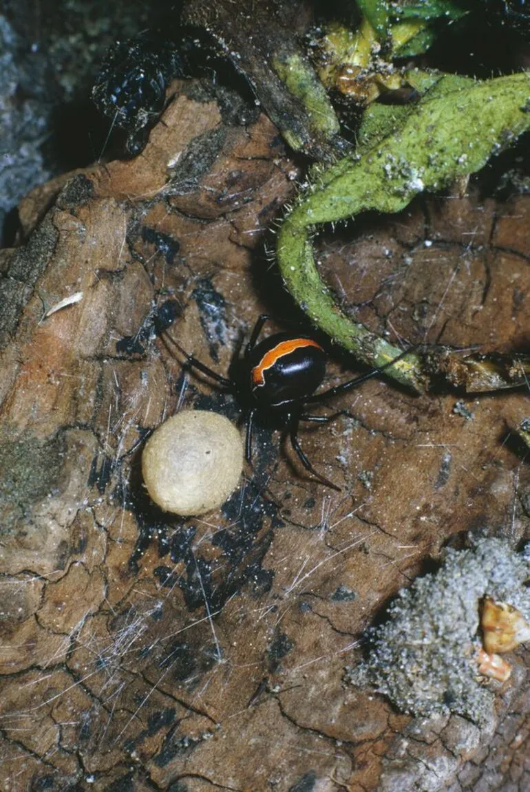 Image: Katipo Spider Female Nursing its Egg Ball