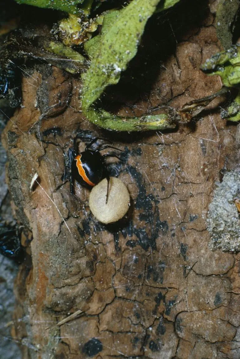 Image: Katipo Spider Nursing Egg Sac