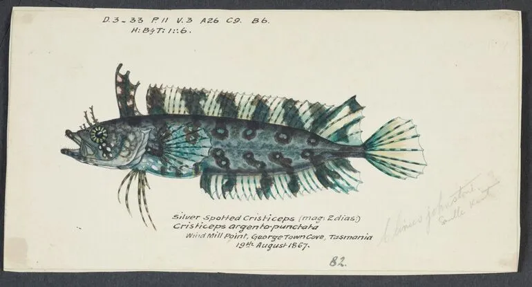 Image: Possibly Cristiceps sp (Tas) : Weedfish