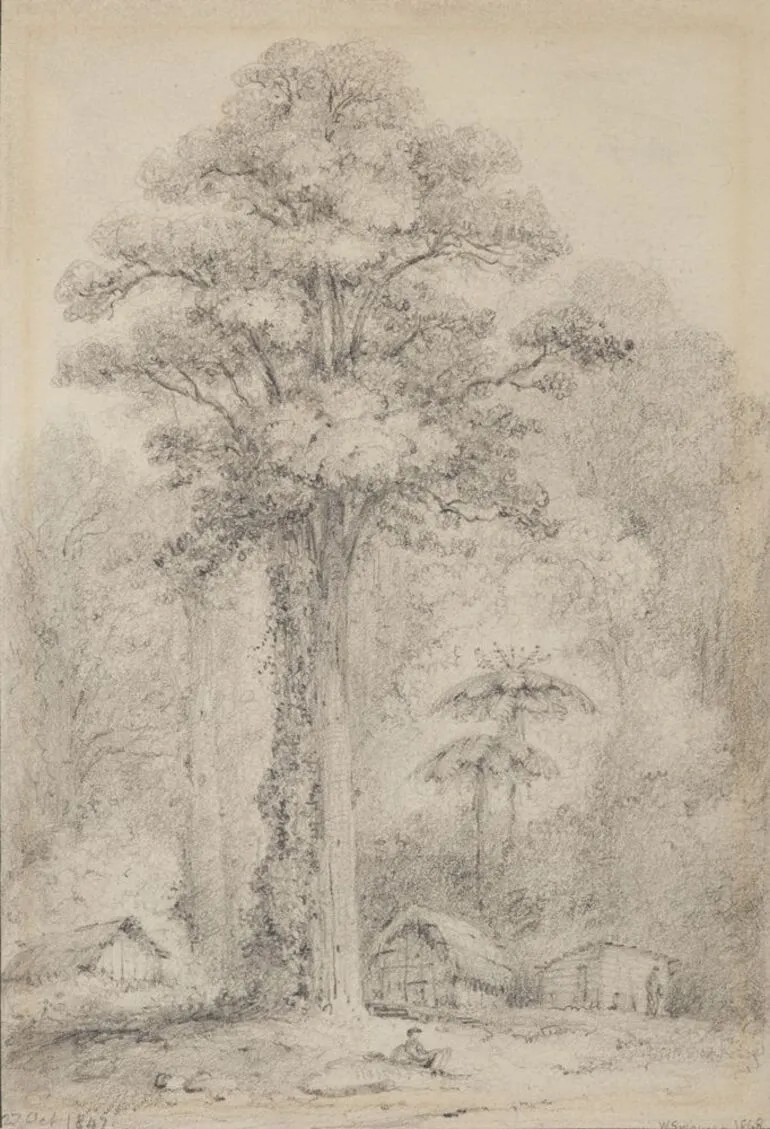 Image: White pine, Stokes Valley, Upper Hutt.