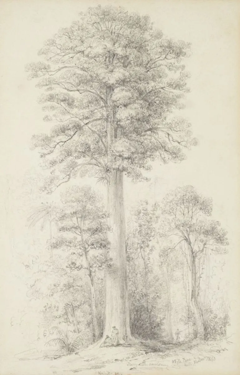 Image: White pine