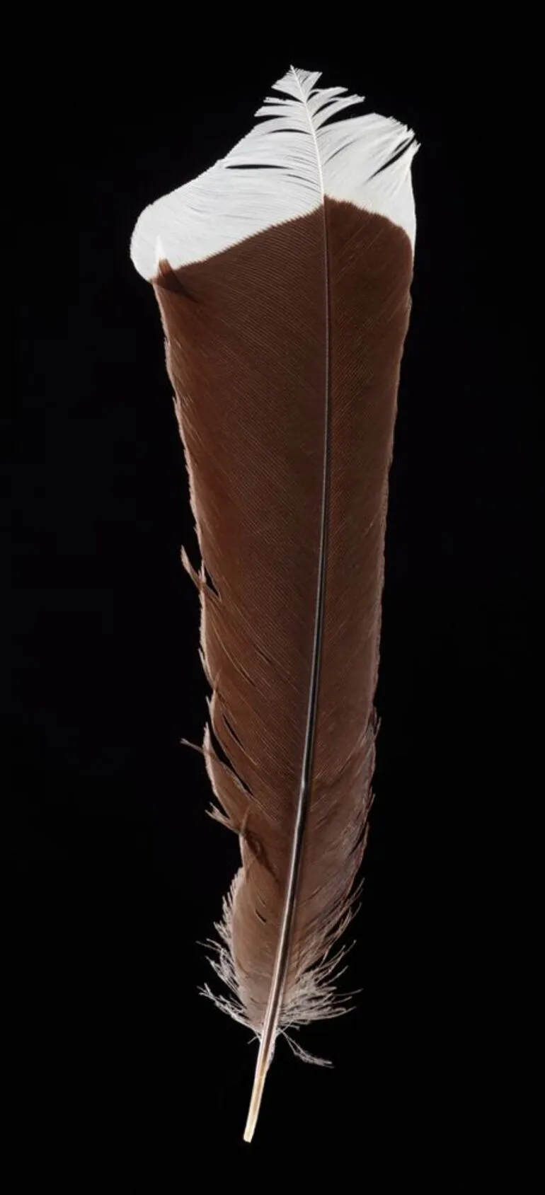 Image: Huia feather