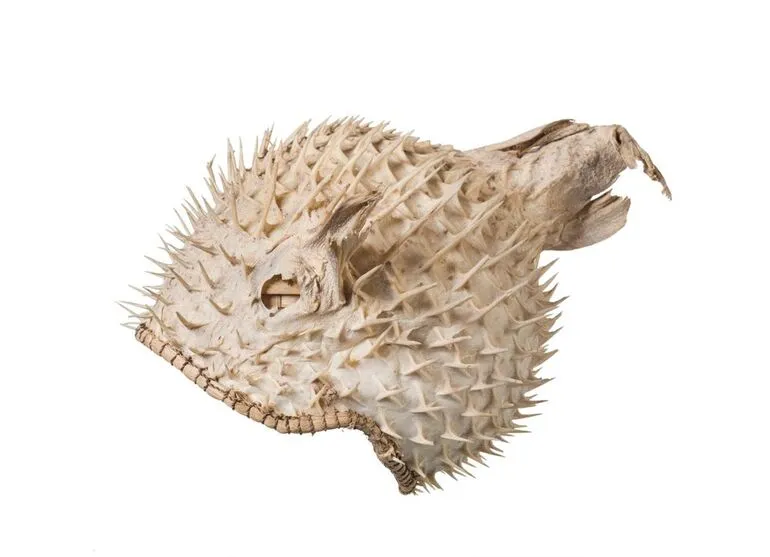 Image: Te tauti (Porcupine) fish helmet