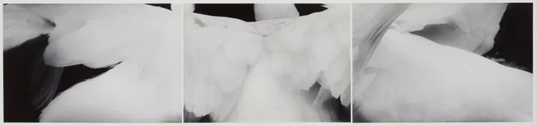 Image: Swan no. 2. From the series: Song... without words