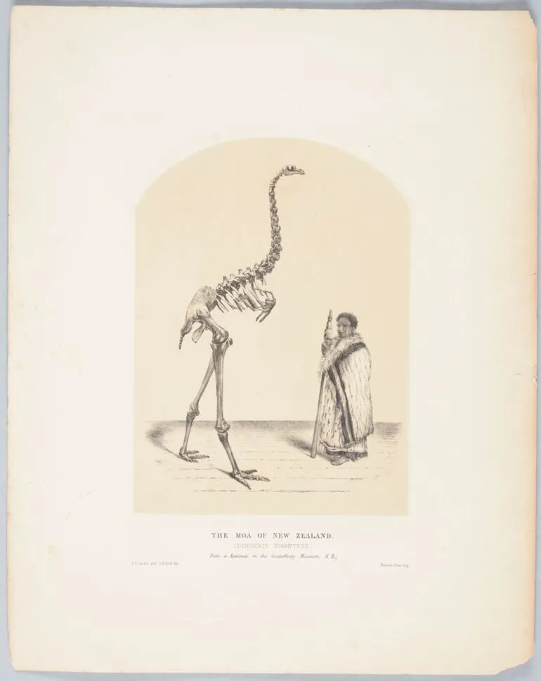 Image: The Moa of New Zealand