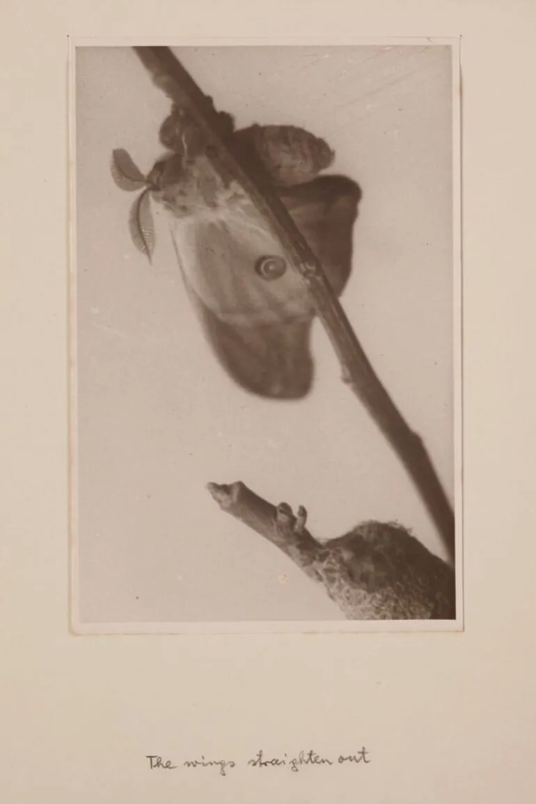 Image: [Hatching moth]. From the portfolio: Birth of a Beauty: The Hatching of the Emperor Gum Moth Antheraea eucalypti