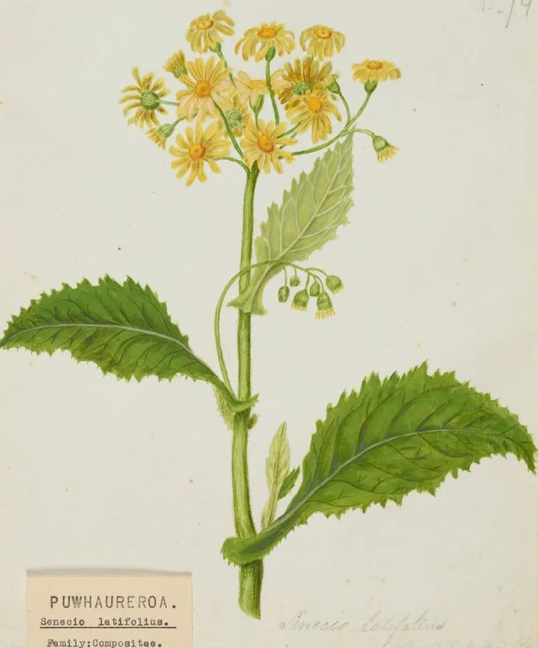 Image: Puwhaureroa