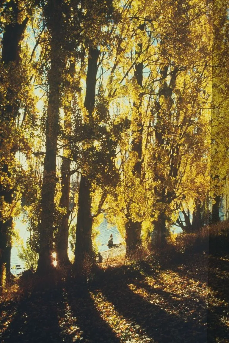 Image: Lake Hayes, New Zealand