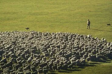 Image: Minarets sheep station, New Zealand