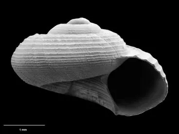 Image: marine snail, Spectamen exiguum (B. Marshall, 1999)