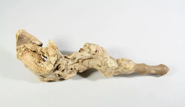 Image: 'Ava (Kava root)
