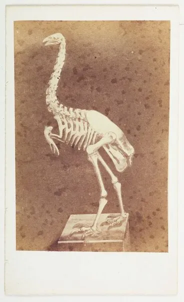 Image: Dinornis (Moa) skeleton