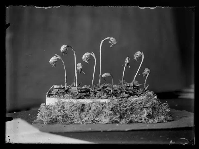 Image: Pterostylis matthewsii