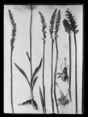 Image: Prasophyllum rufusa
