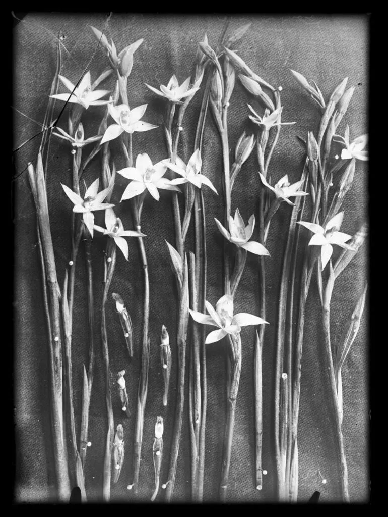 Image: Thelymitra acuta (new species)