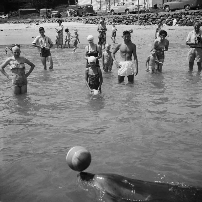 Image: Opo the dolphin, Opononi