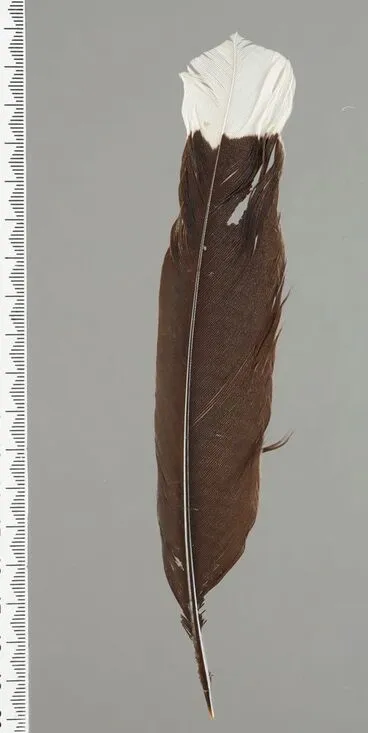 Image: Huia feather