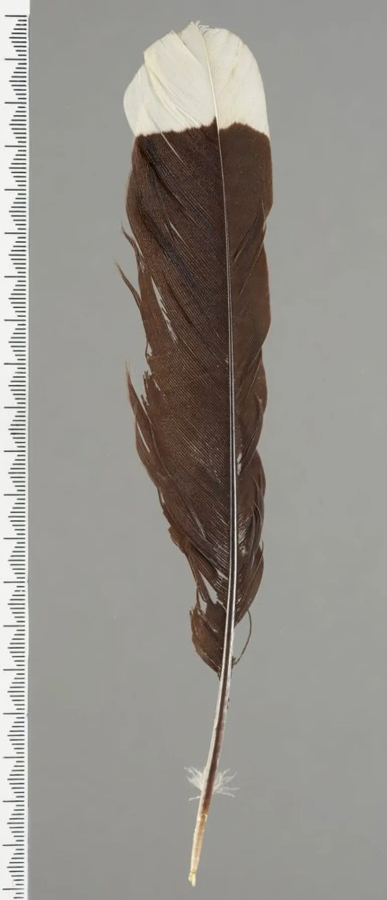 Image: Huia feather