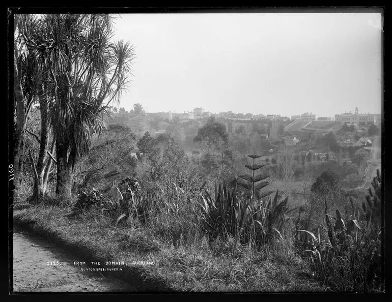 Image: From the Domain, Auckland