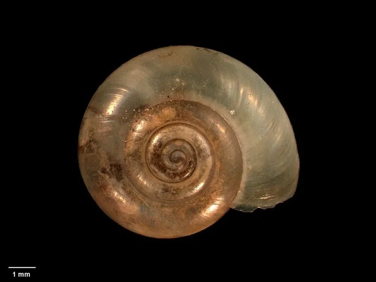 Image: land snail, Flammulina alpina Suter, 1904