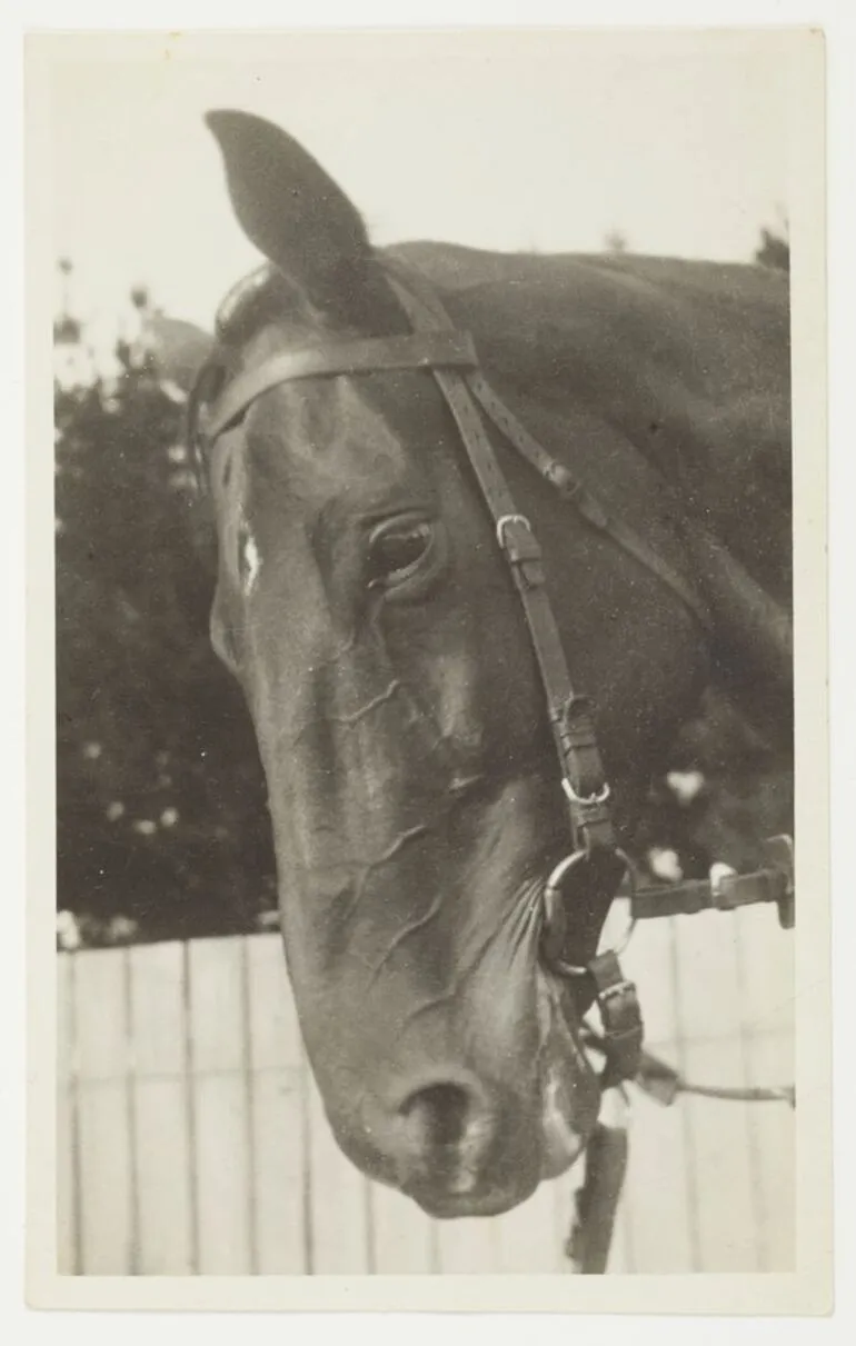 Image: Phar Lap