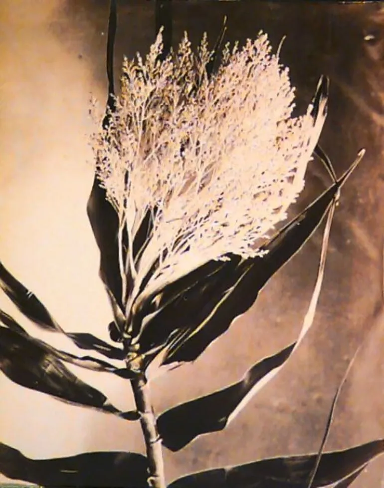 Image: Bright Plant