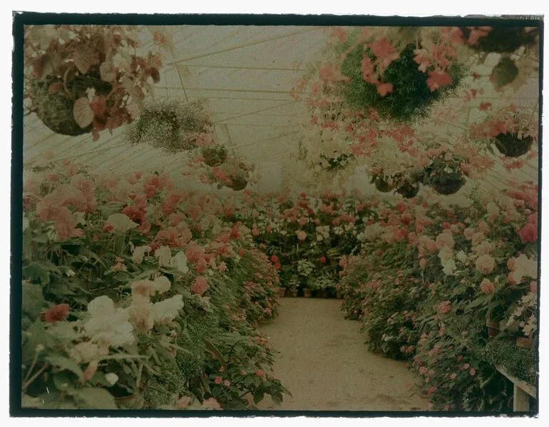 Image: Flowers in a greenhouse