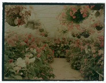 Image: Flowers in a greenhouse