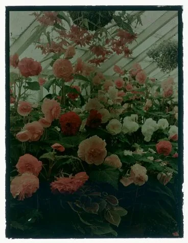 Image: Roses in a greenhouse
