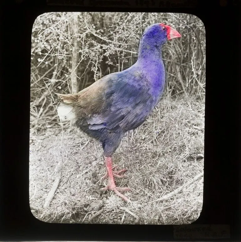 Image: Notornis / Takahe, Dunedin 1895