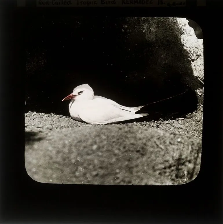 Image: Red-tailed Tropic Bird, Kermadec Islands